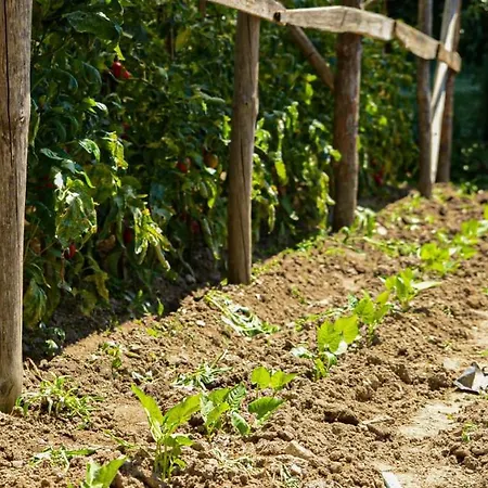 хаджиеви * أوجنيانوفو